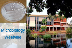 Microbiology - Westville - UKZN